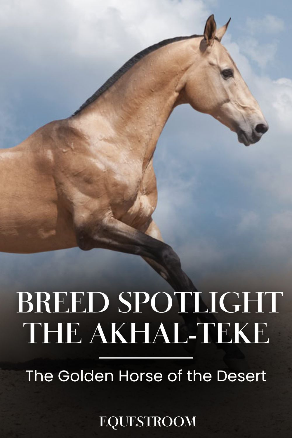 Breed Spotlight: The Akhal-Teke – Equestroom, image size:1000x1500