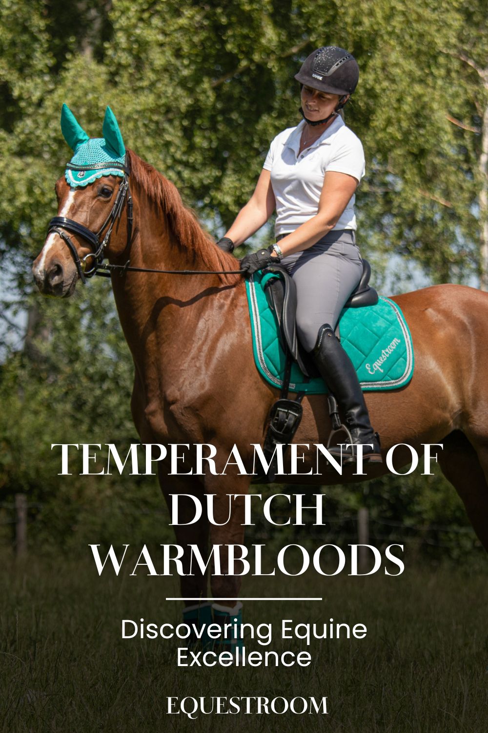 Unveiling the Unmatched Temperament of Dutch Warmbloods