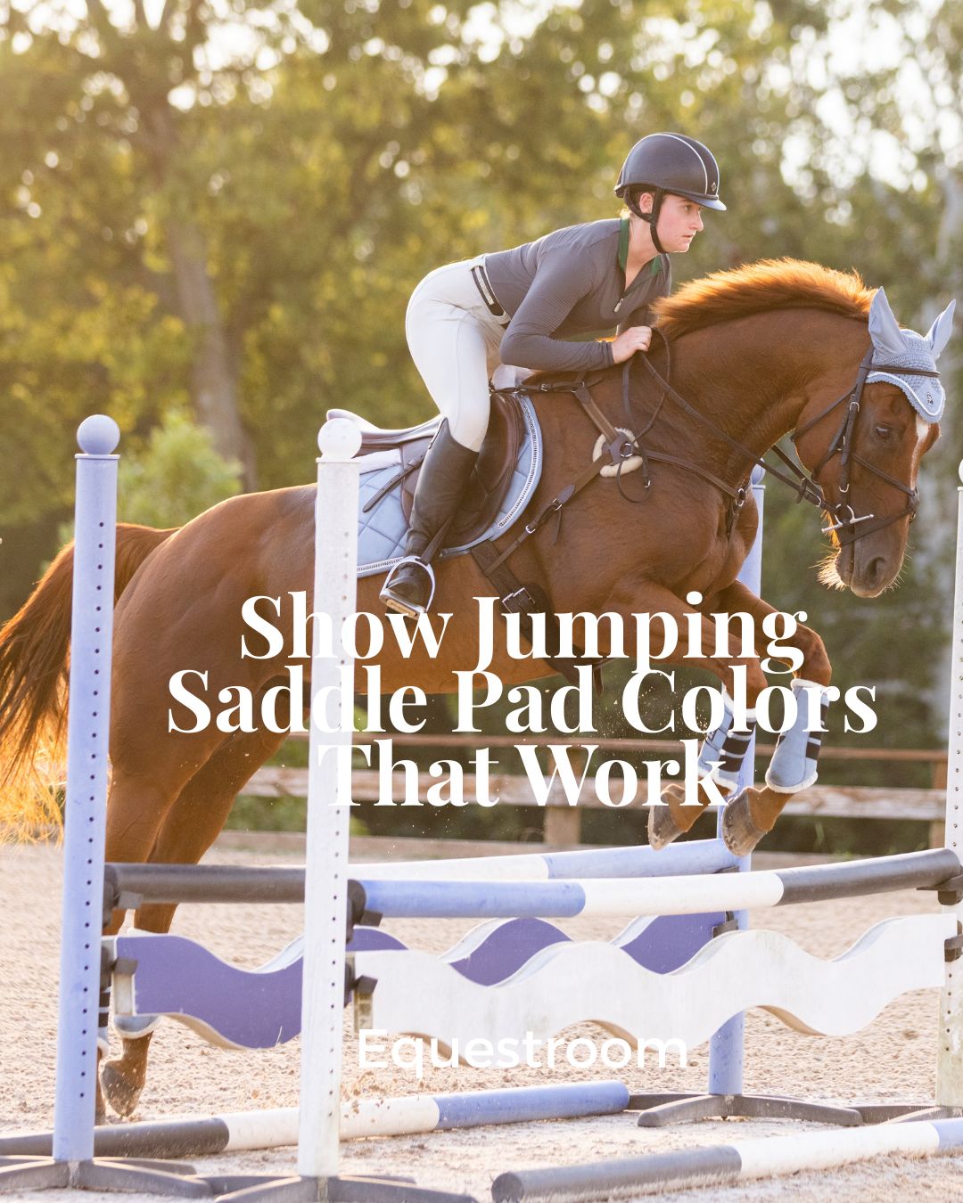 Show Jumping Saddle Pad Colors That Work