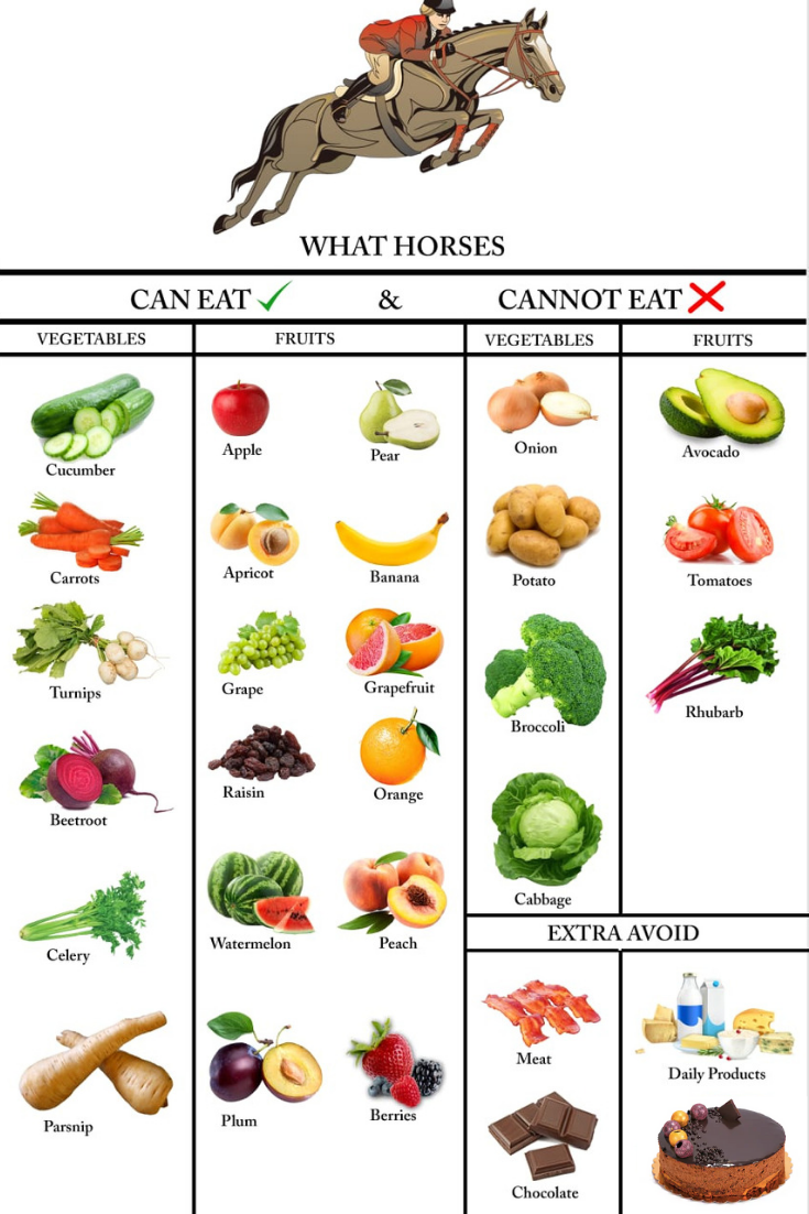 FOOD HORSES CAN AND CAN'T EAT