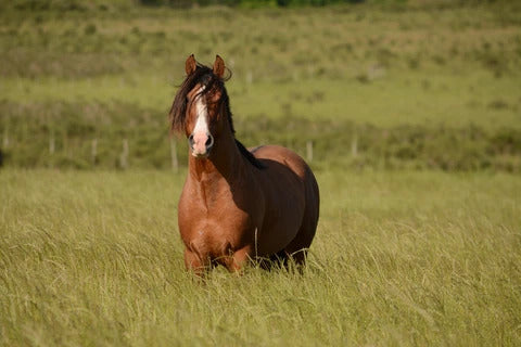 10 HORSE CARE TIPS AND TRICKS