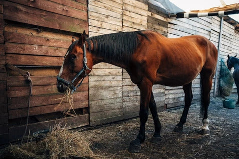 10 Common Horse Diseases