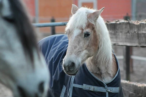 CORRECT BLANKETING FOR HORSES