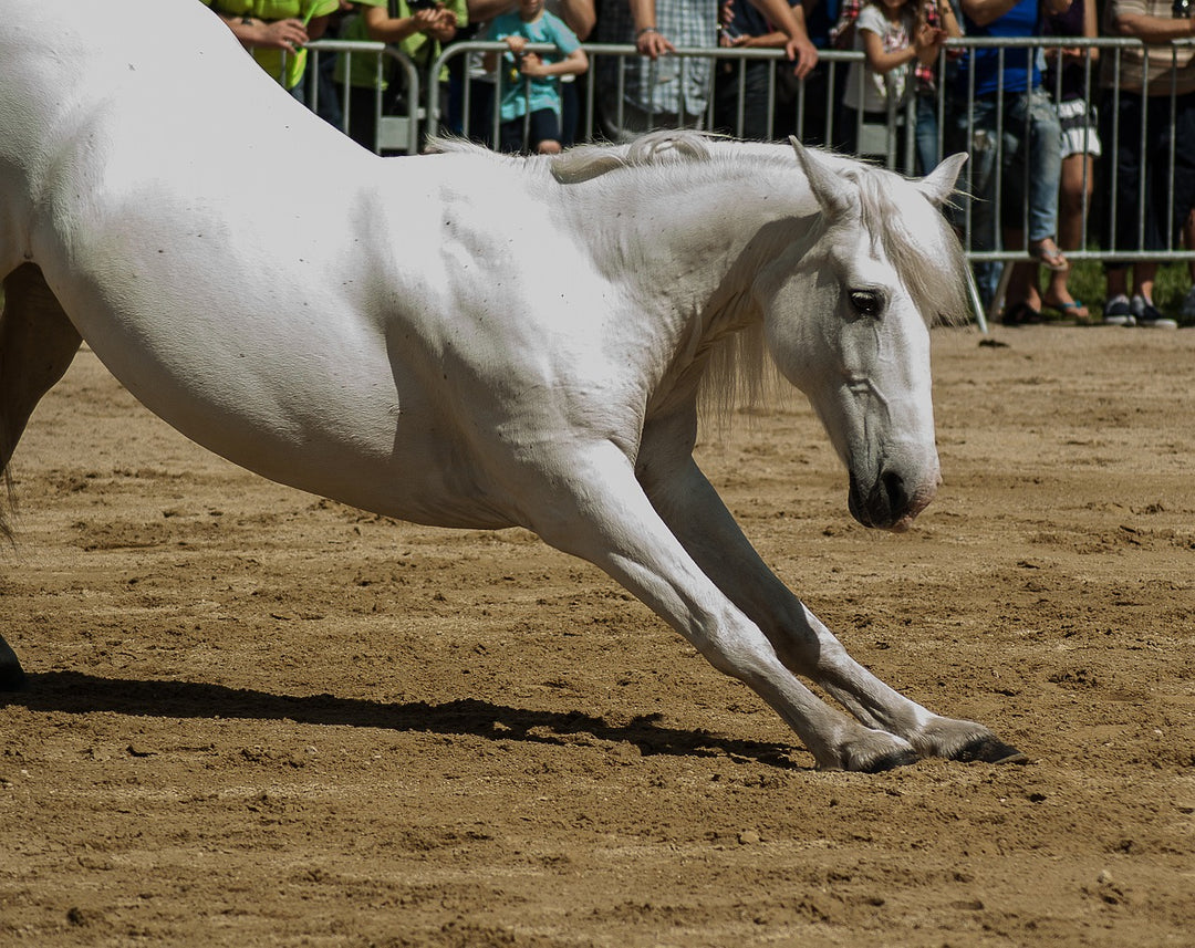 FITNESS AND HEALTH BENEFITS OF HORSEBACK RIDING