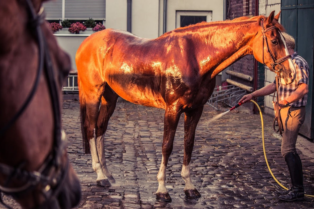 5 TIPS TO MAKE YOUR HORSE FIT