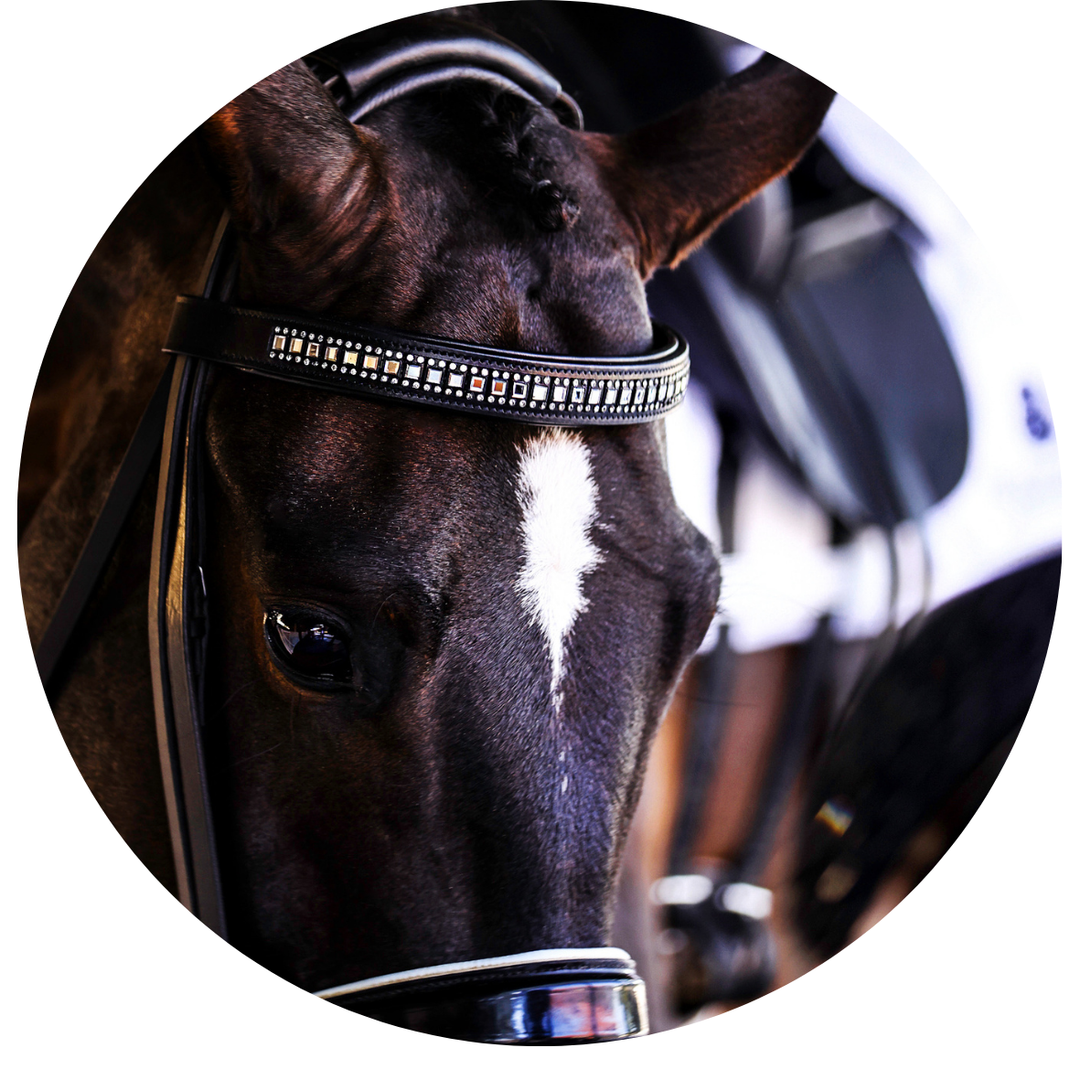 Black & White Luxe Collection