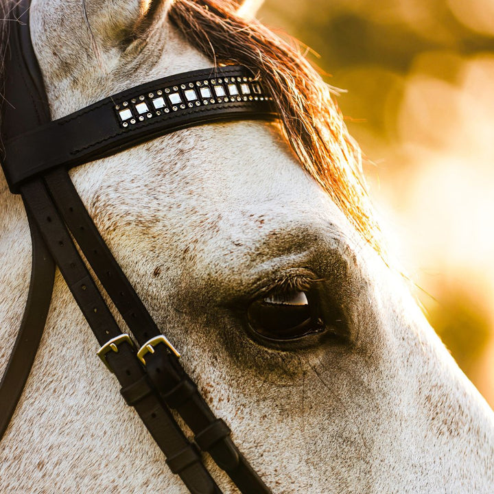 B&W Browband