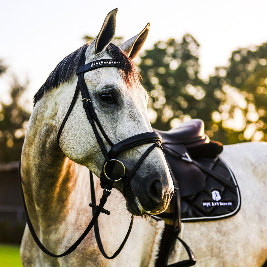 B&W Browband
