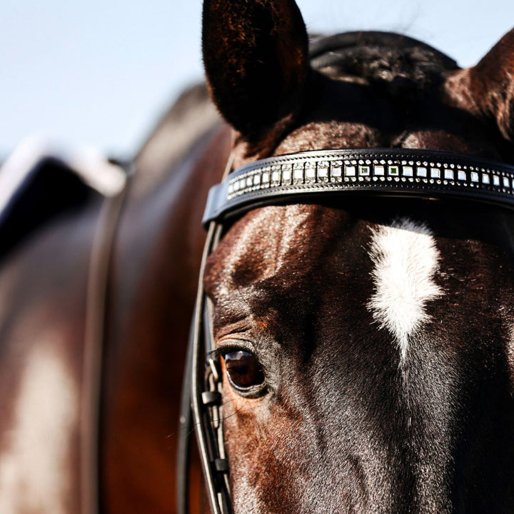 B&W Browband