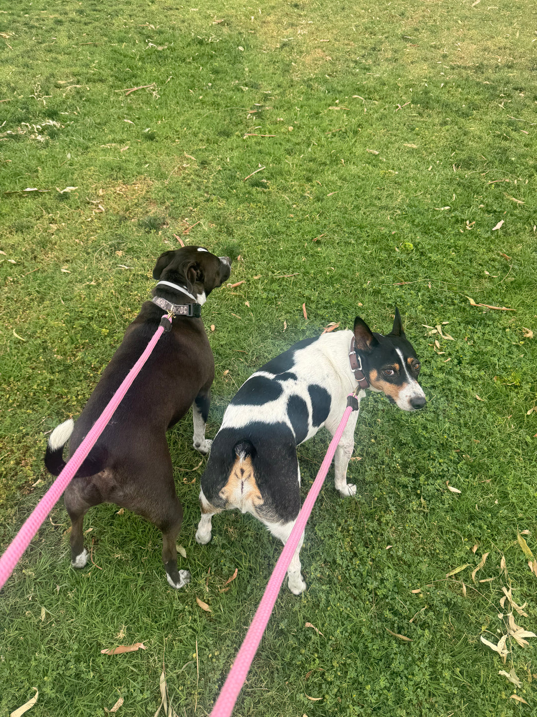 Two dogs on pink leashes standing on a green grass lawn. One dog is dark brown with white markings, and the other is black and white with tan markings.