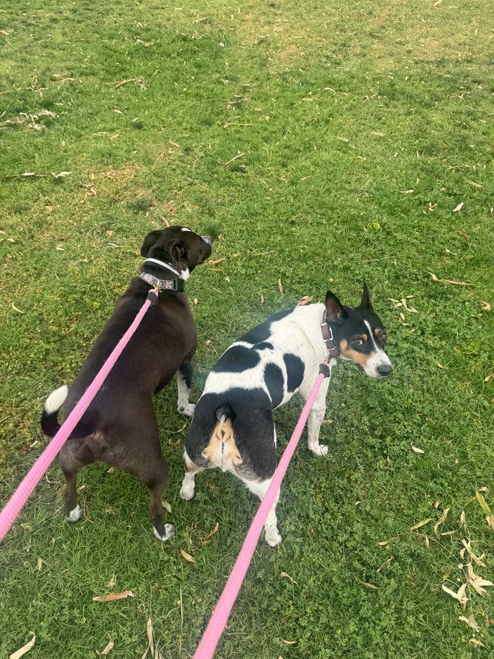 Two dogs on pink leashes standing on a green grass lawn. One dog is dark brown with white markings, and the other is black and white with tan markings.