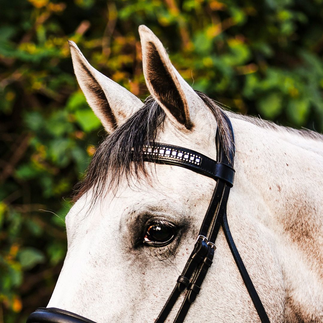 B&W Browband