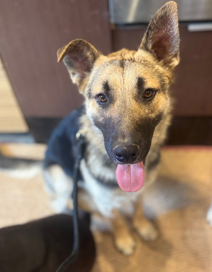 A German Shepherd dog sitting indoors, looking directly at the camera with its tongue out. The dog has tan, black, and white fur, and is wearing a black harness.