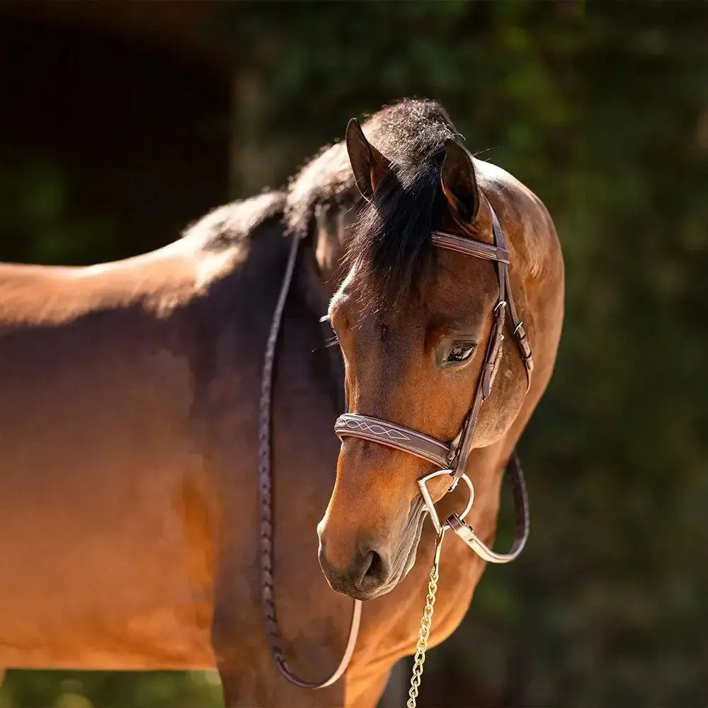 Equestrian Fancy Stitched Sedgwick Leather Padded Bridle with Reins