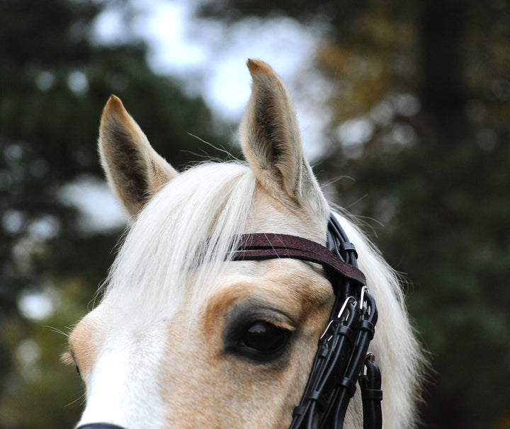 Burgundy Browband