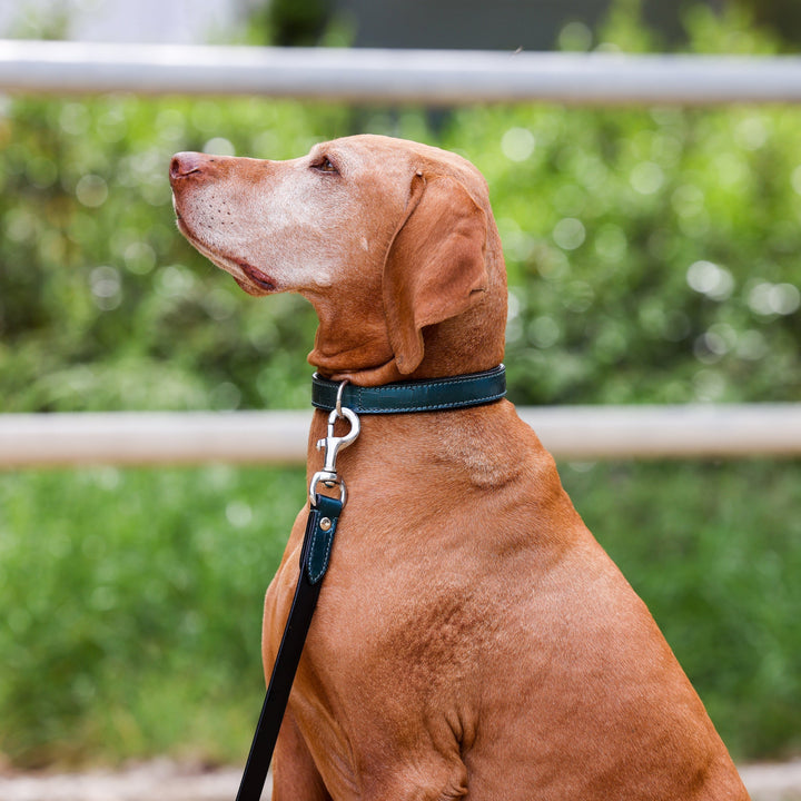 Halter Ego® Metallic Handcrafted Teal Dog Leash