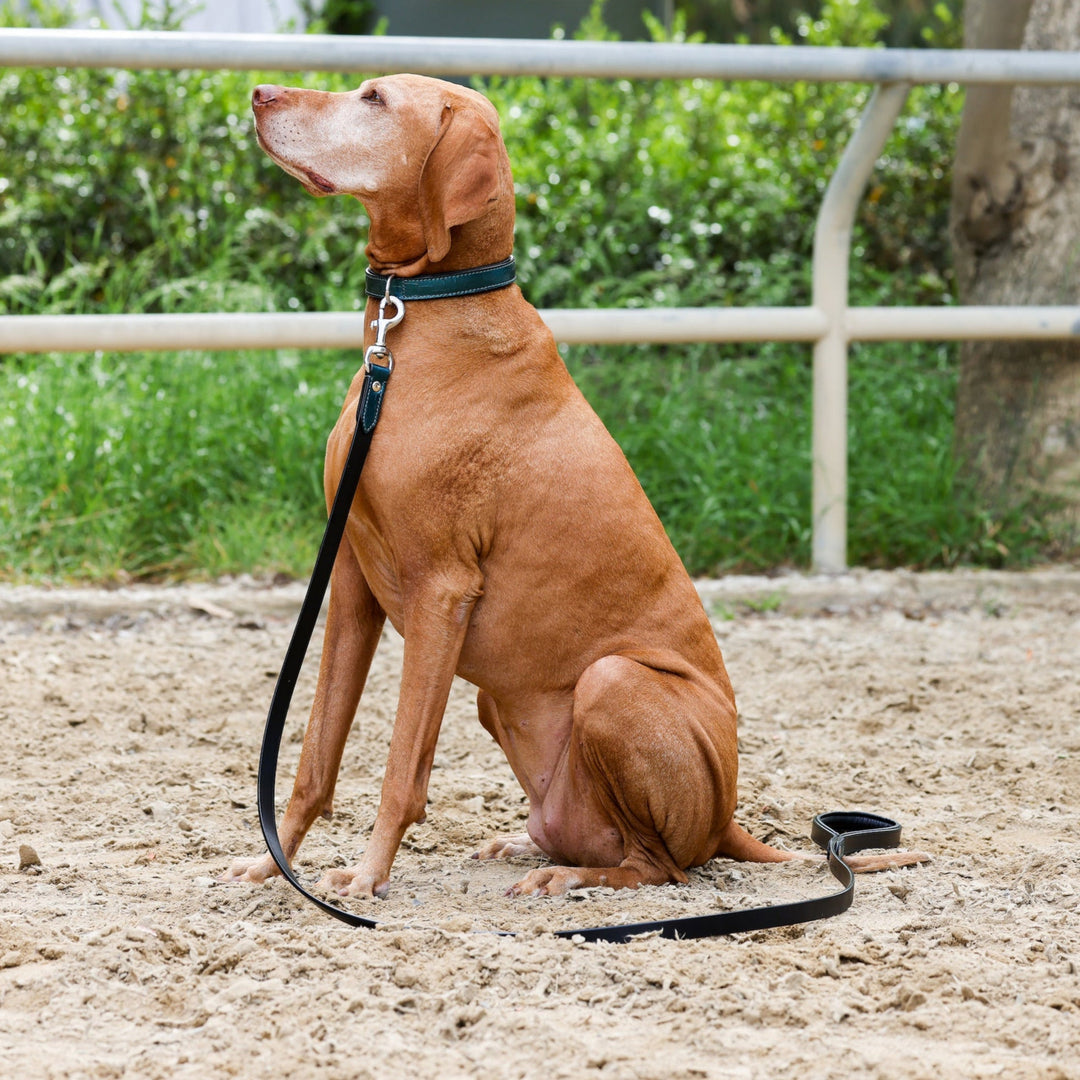 Halter Ego® Metallic Handcrafted Teal Dog Leash