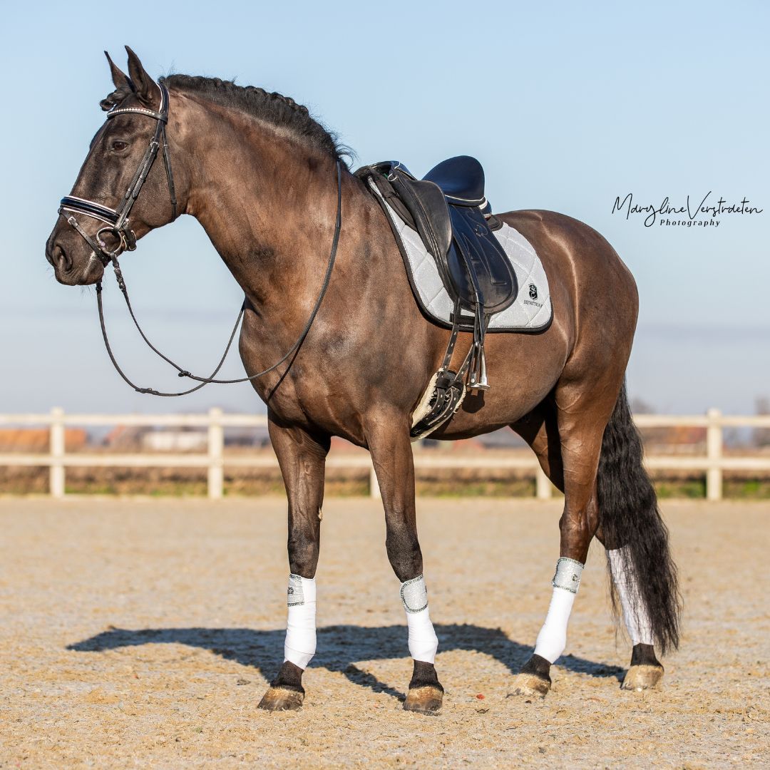 Royal Silver Saddle Pad