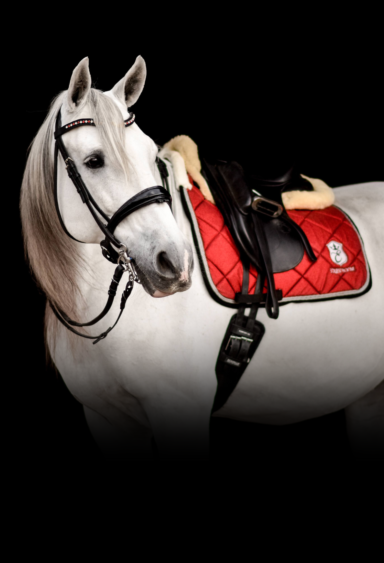Cheap horse riding stuff hotsell