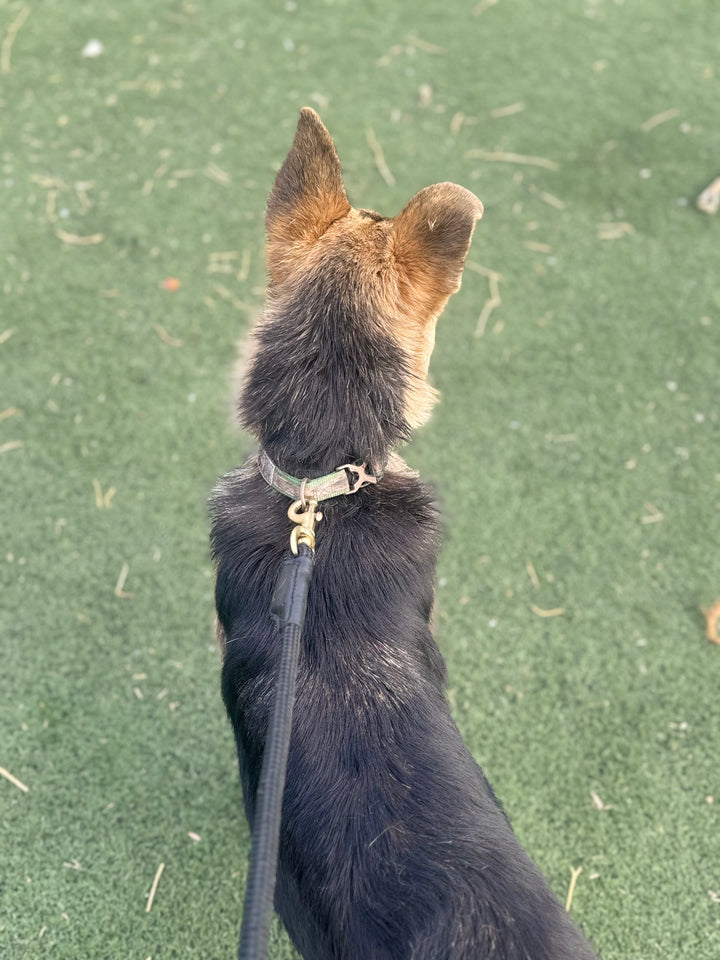 Dog Rope Leash Barn Dog Favorite