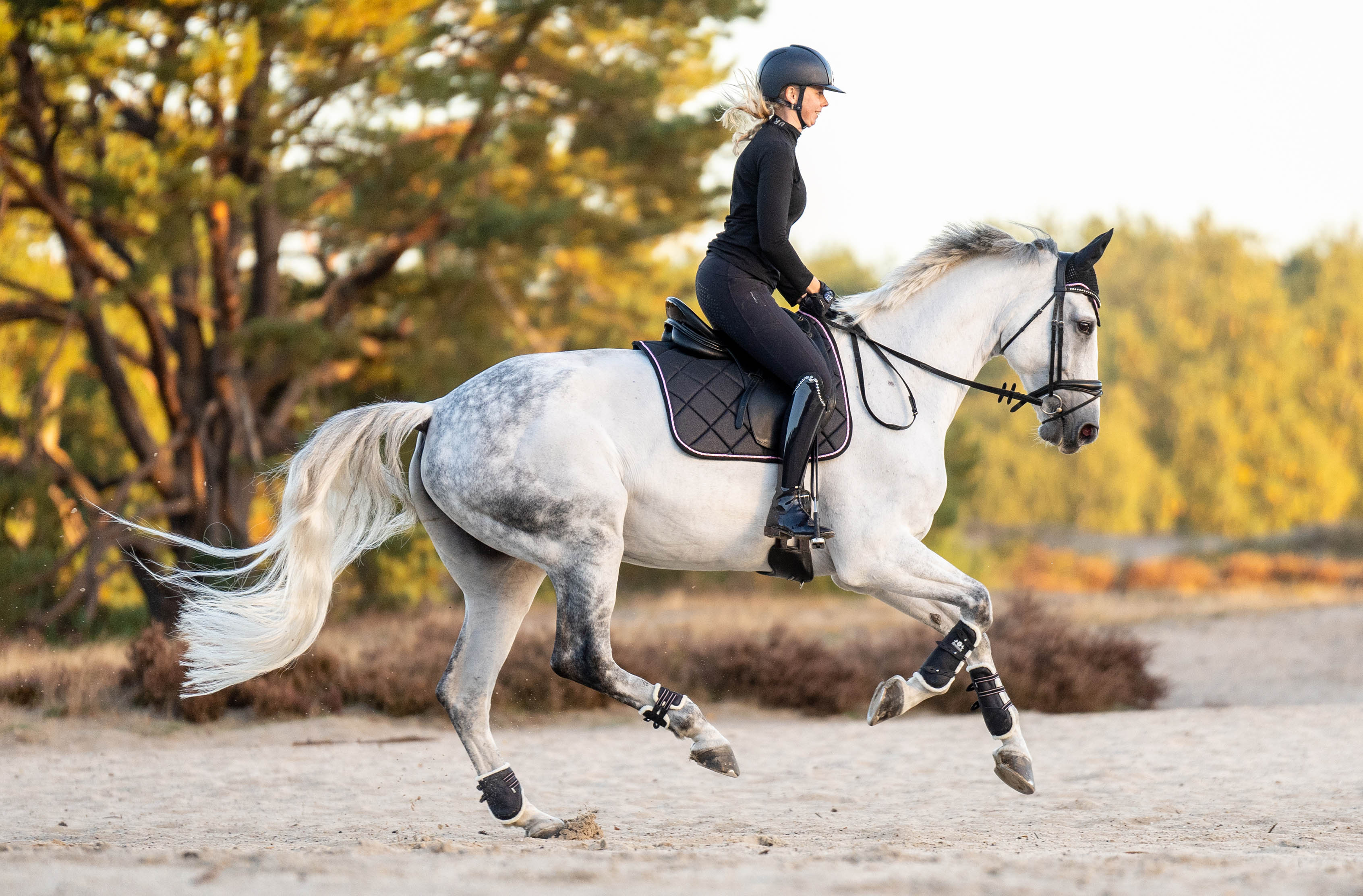 Midnight Black Saddle Pad Set – Equestroom