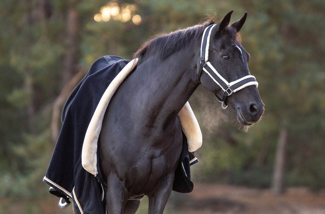 Midnight Black Halter