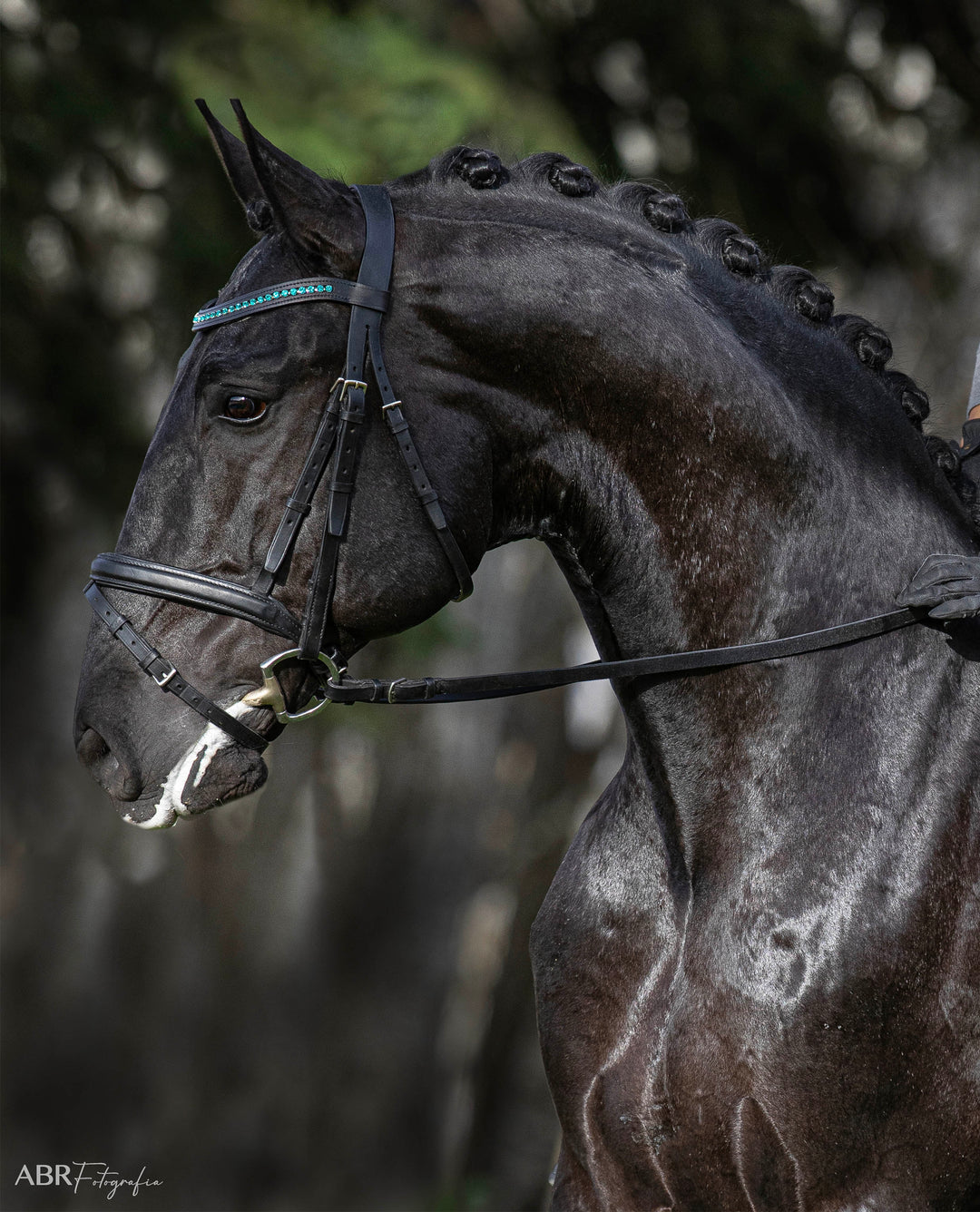 Teal Browband