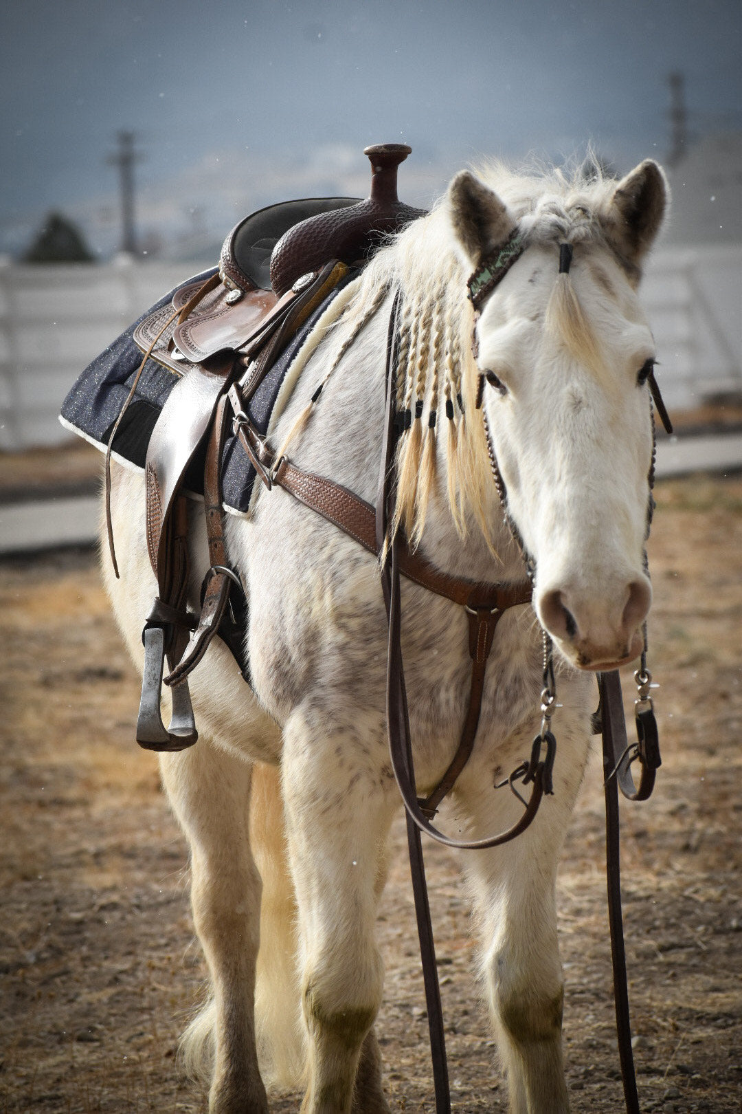 Deep Sapphire Western Saddle Pad